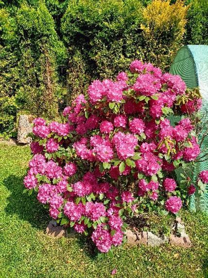Pasja Bed and Breakfast Świeradów-Zdrój Εξωτερικό φωτογραφία